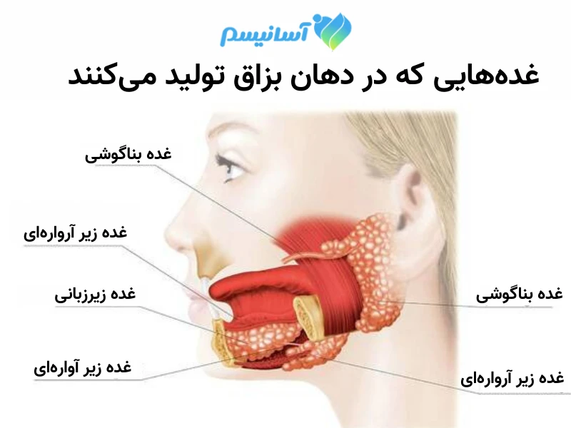 عکس از غددی که بزاق دهان می‌سازند