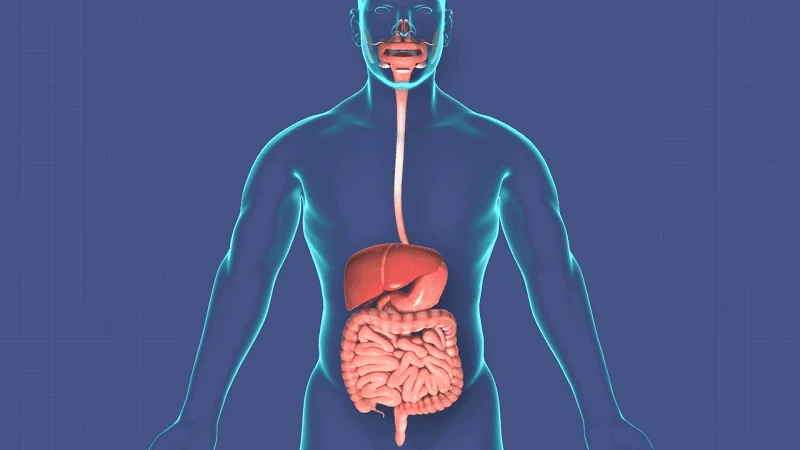 آناتومی سیستم گوارشی سالمند