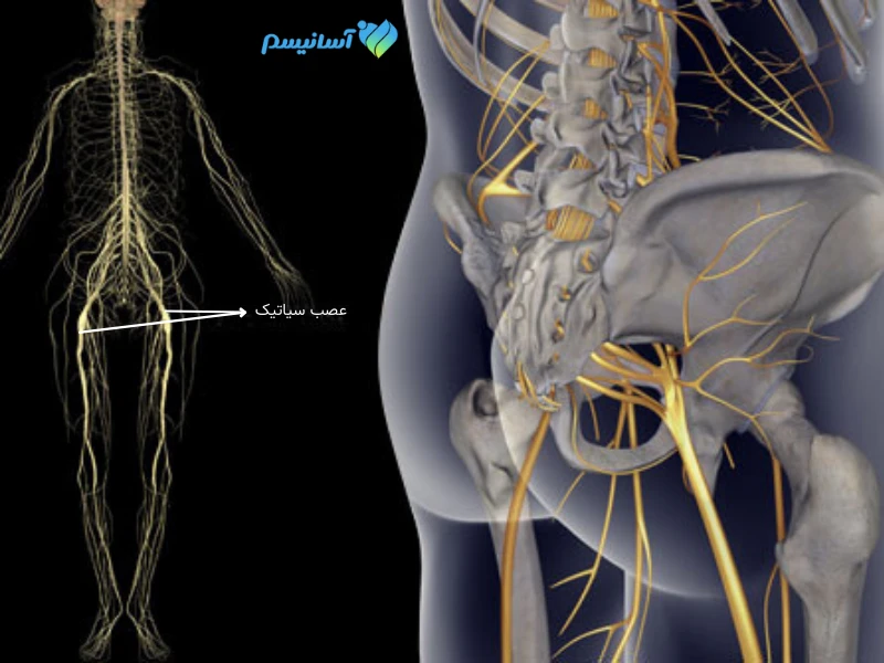 آناتومی رگ سیاتیک در بدن